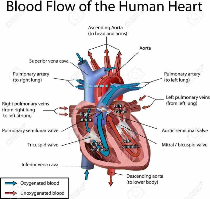 cardiovascular or vascular is an systems of humans are closed meaning that blood never systemic circulation to all parts