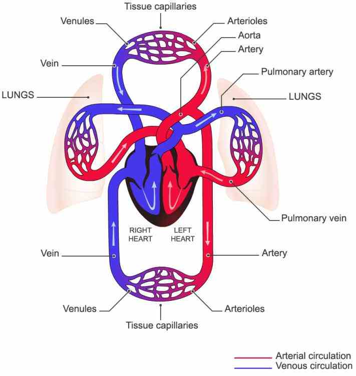 Cardiovascular System Pictures Wallpapers