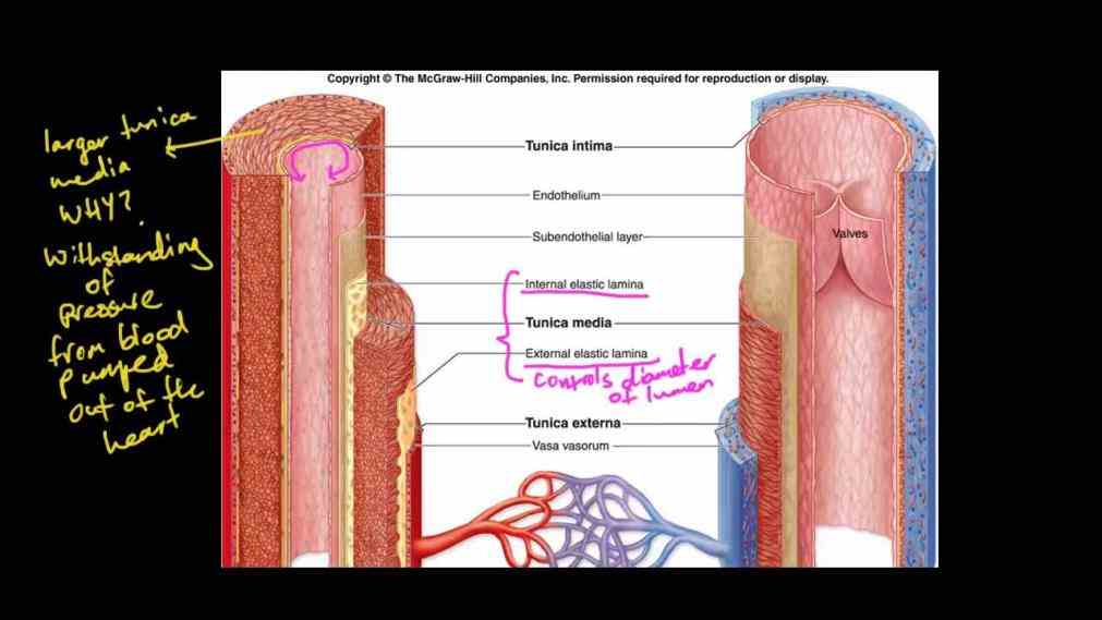 Arteries Veins And Capillaries Structure And Function Pictures Wallpapers