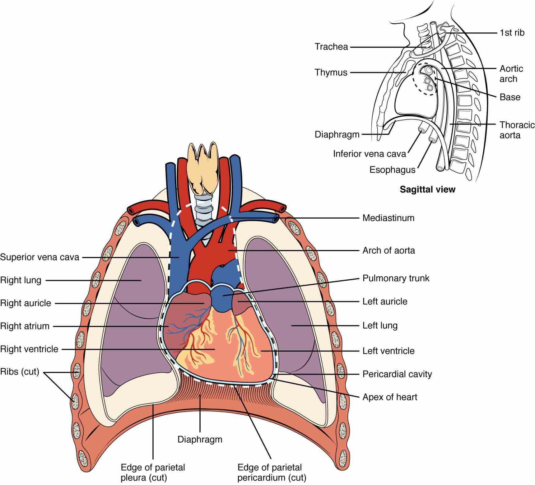 cells t true Double Layered Membrane On The Outside Of The Heart or false the double layered membrane that