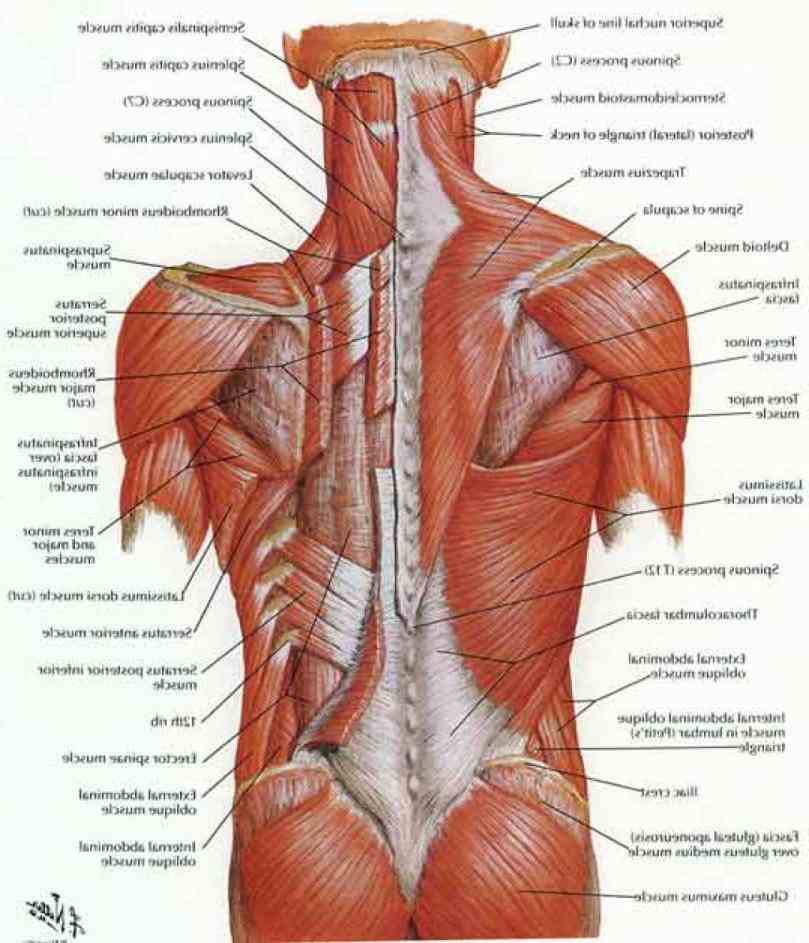 Lower Back Muscle Anatomy | MedicineBTG.com