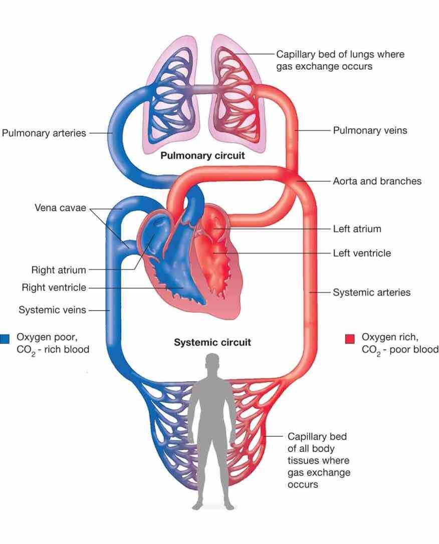 Diagram Of Cardiovascular System Pictures Wallpapers