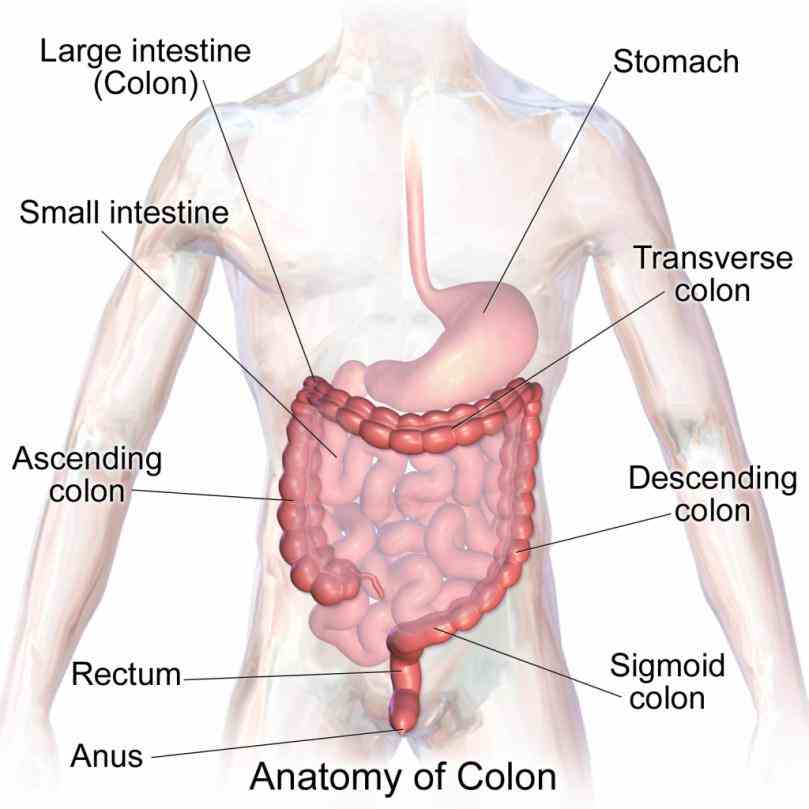 Anatomy Of The Large Intestine In Humans Pictures Wallpapers