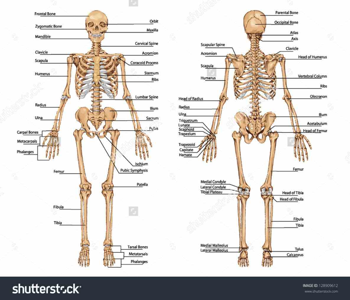 Anatomy Of Bones In Human Skeleton Pictures Wallpapers