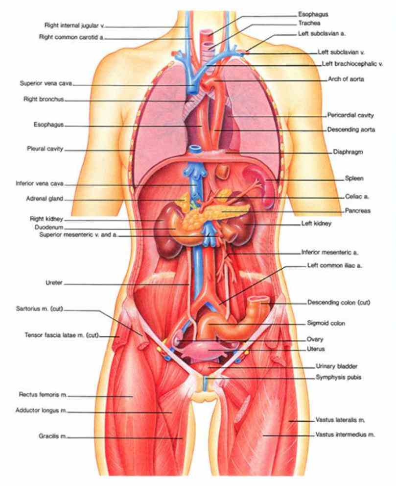 Female Human Organs Diagram | MedicineBTG.com