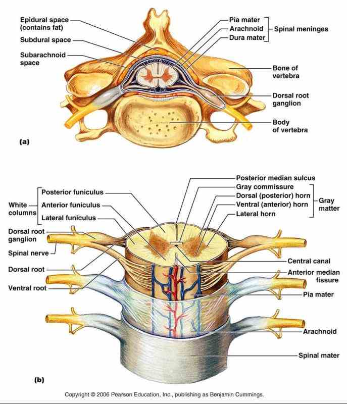 cord and connect various regions of the  a Anatomy Of The Spine And Nerves description of the anatomy spine