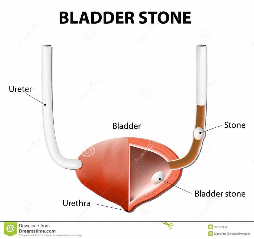 d manski de Anatomy Of Urinary Bladder mar urine is made in the kidneys and travels down two tubes