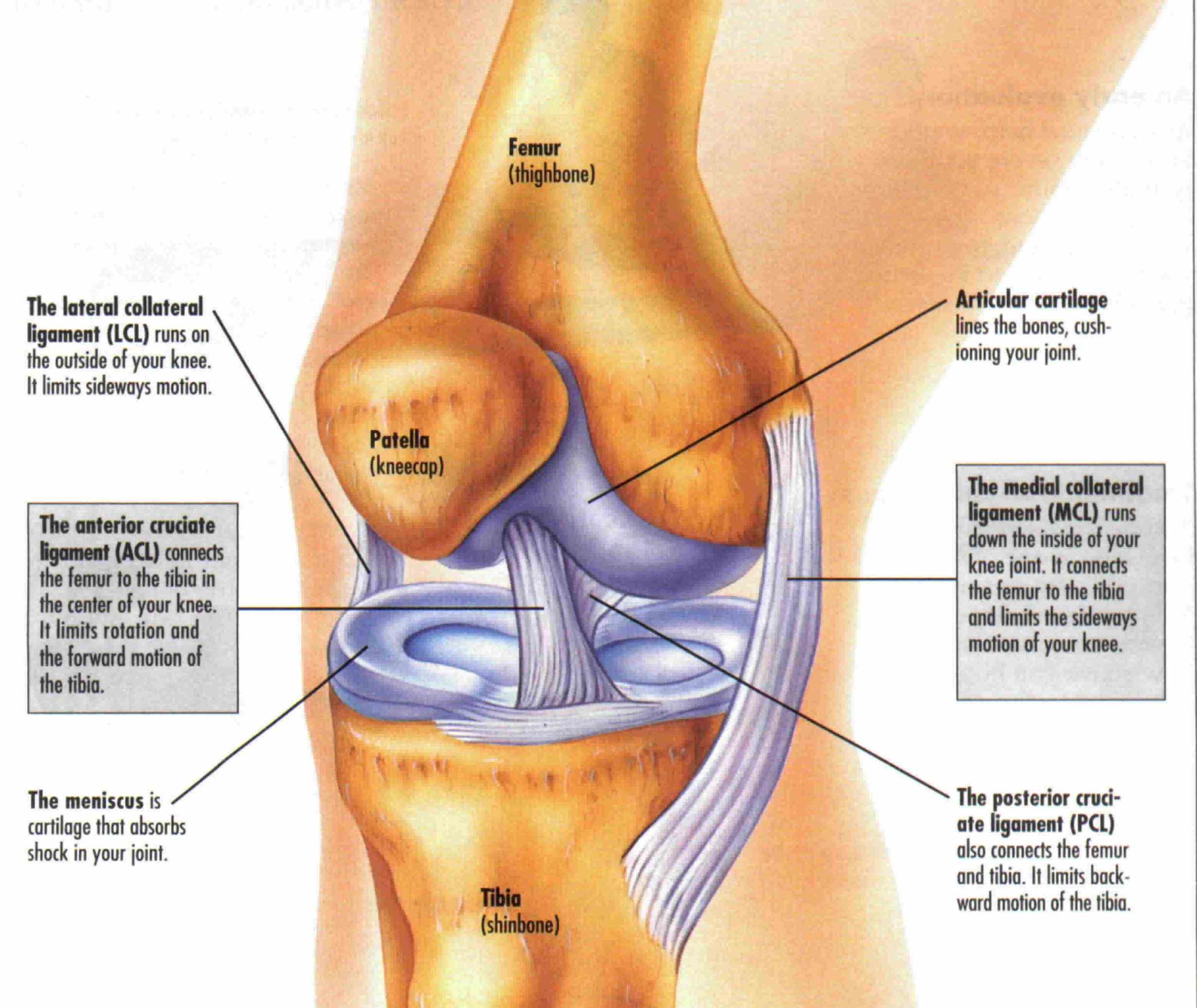 de Anatomy Of Knee Ligaments mar webmds knee anatomy page provides a detailed image and definition of the