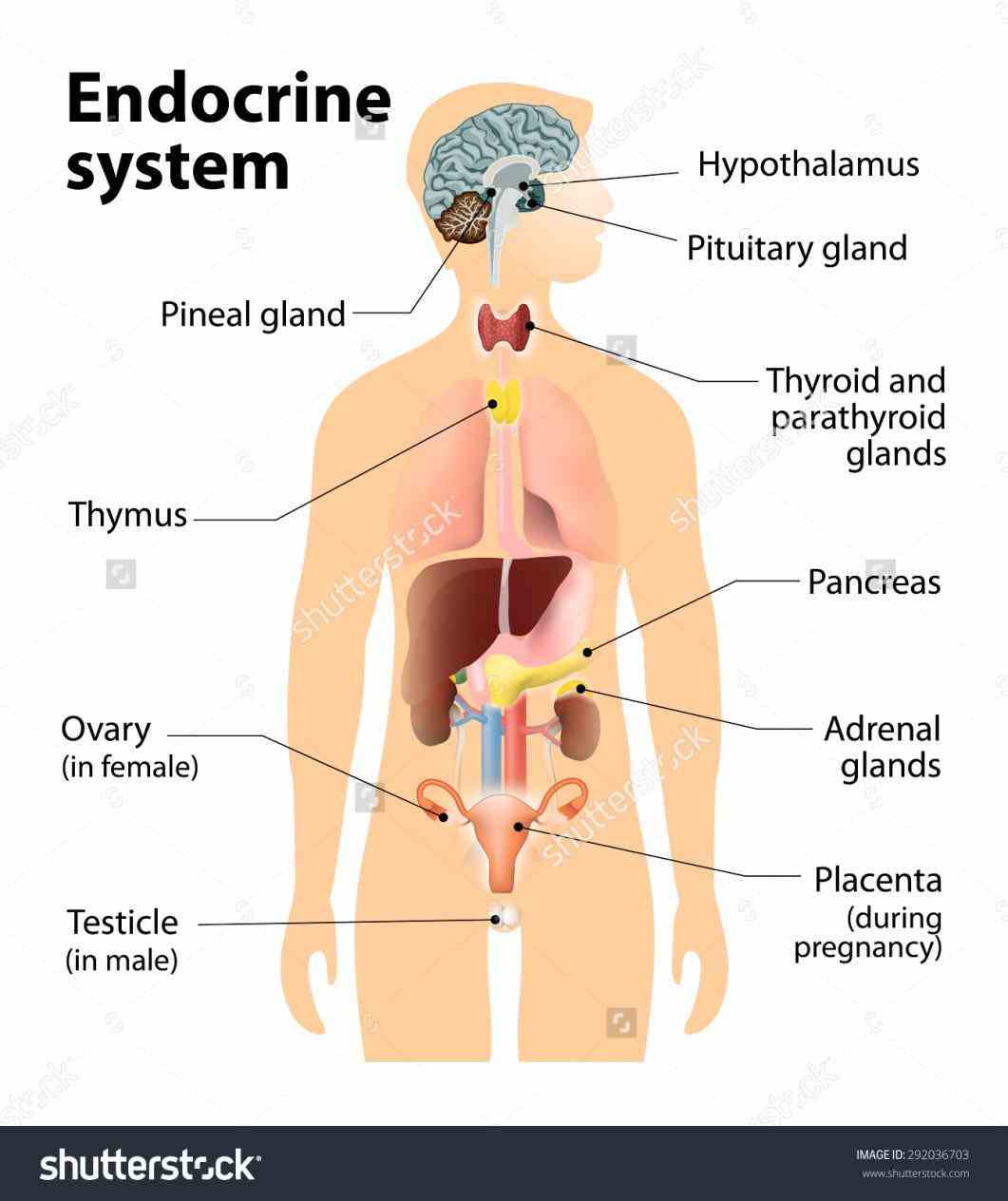 What is the endocrine system made up of