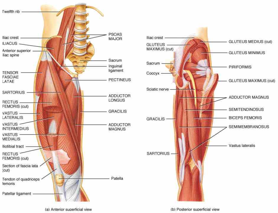 Anatomy Of The Hip Muscles And Ligaments Pictures Wallpapers