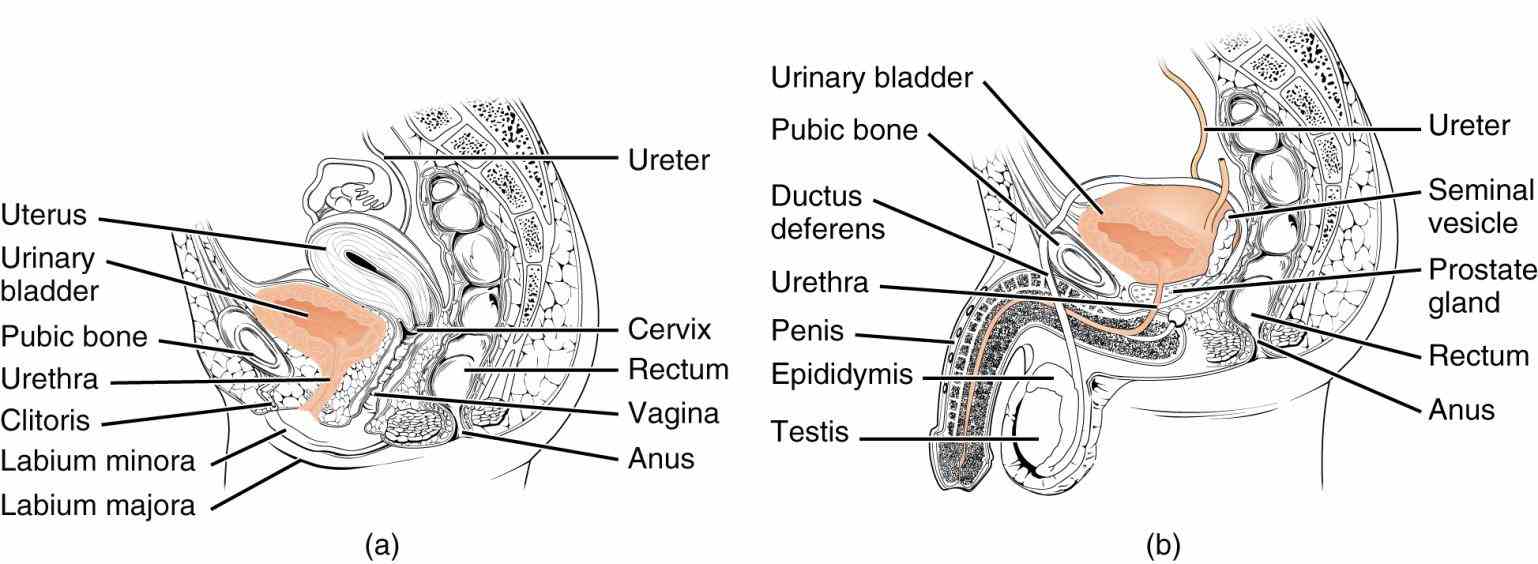 Anatomy Of Urinary Bladder Pictures Wallpapers