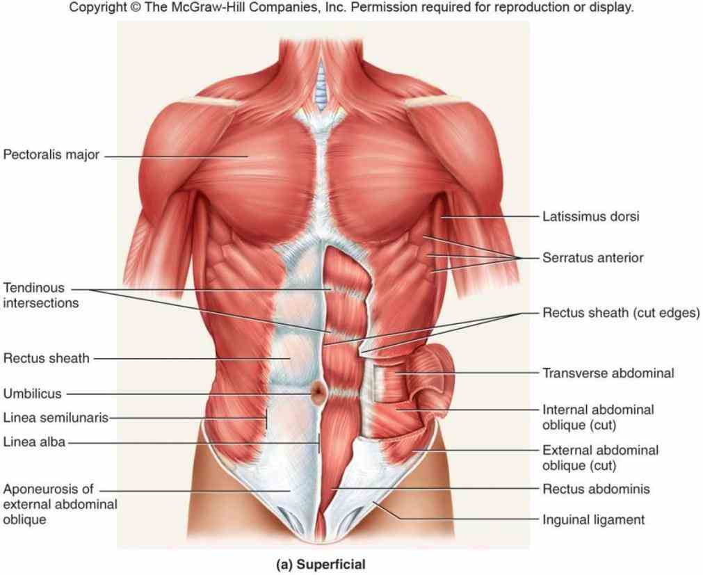 de Anterior Body Region Containing The Chest mar anterior body region containing the chest introduction to anatomy and