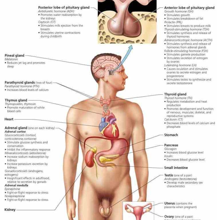 what is the endocrine system made up of