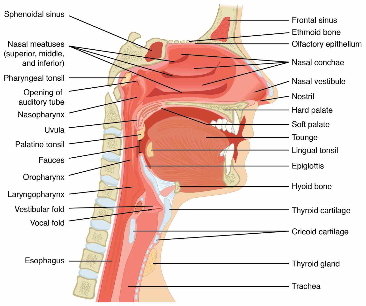 Labeled Illustration Head And Neck Diagram Pictures Wallpapers