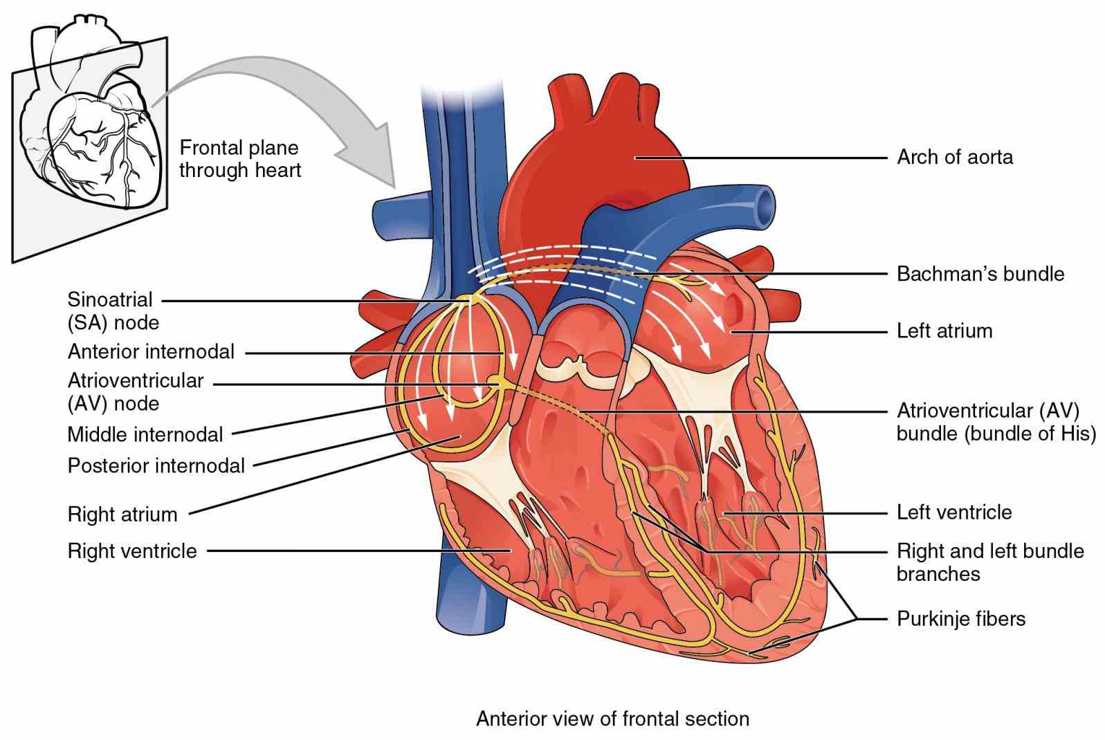 Major Components Of The Cardiovascular System Pictures Wallpapers