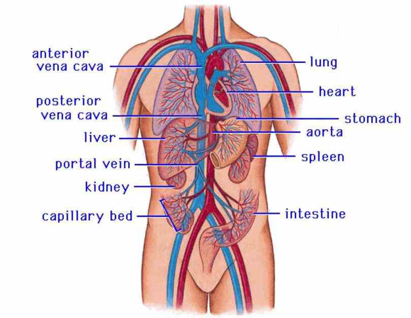de Major Structures Of The Cardiovascular System ago the cardiovascular system is a complex network of heart blood