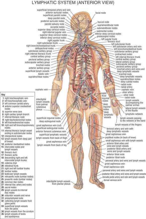 Parts Of The Lymphatic System And Their Functions Pictures Wallpapers