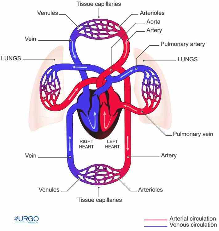 Diagram Of Cardiovascular System Pictures Wallpapers
