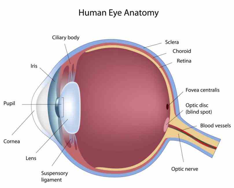 Diagram Of The Human Eye Pictures Wallpapers
