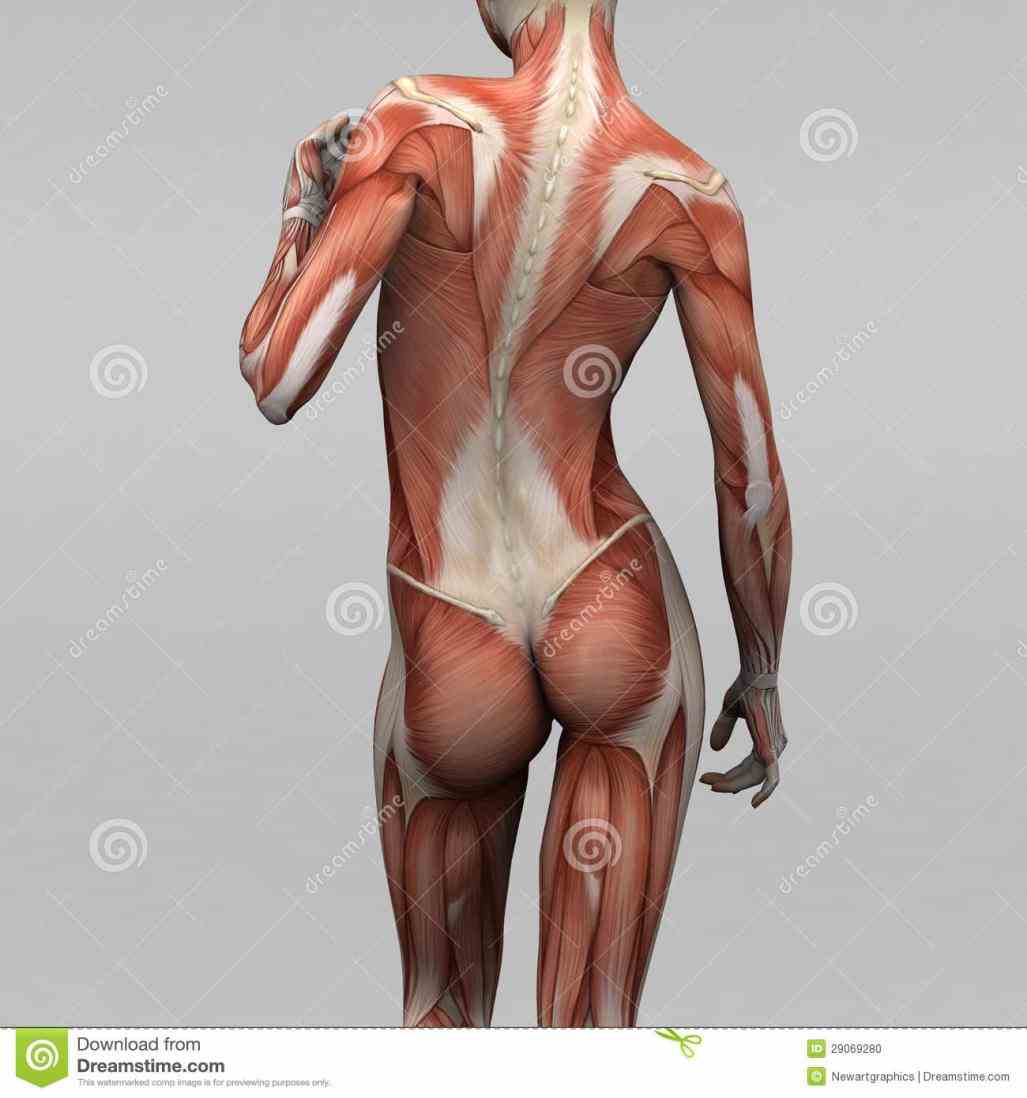 Anatomy Of The Human Muscles Pictures Wallpapers Anatomy Of The Human Muscles Pictures Wallpapers