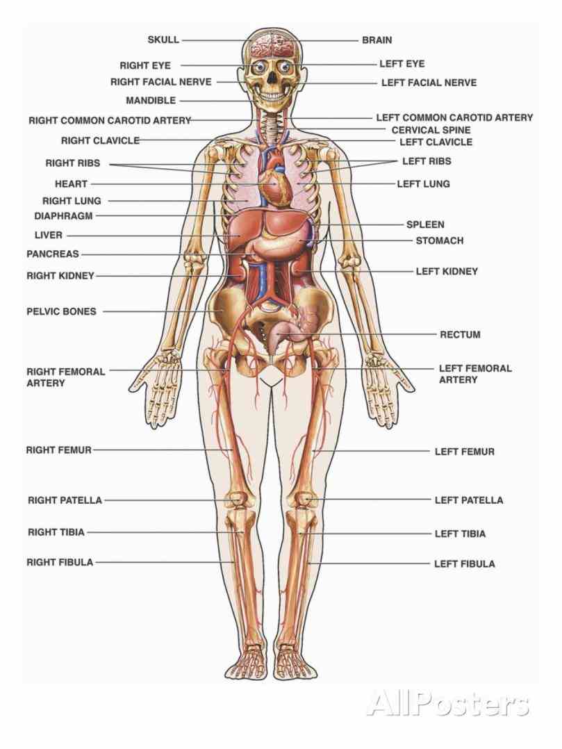 diagrams Picture Of Human Body With Organs Labeled of the human body function main organs kidneys liver spleen
