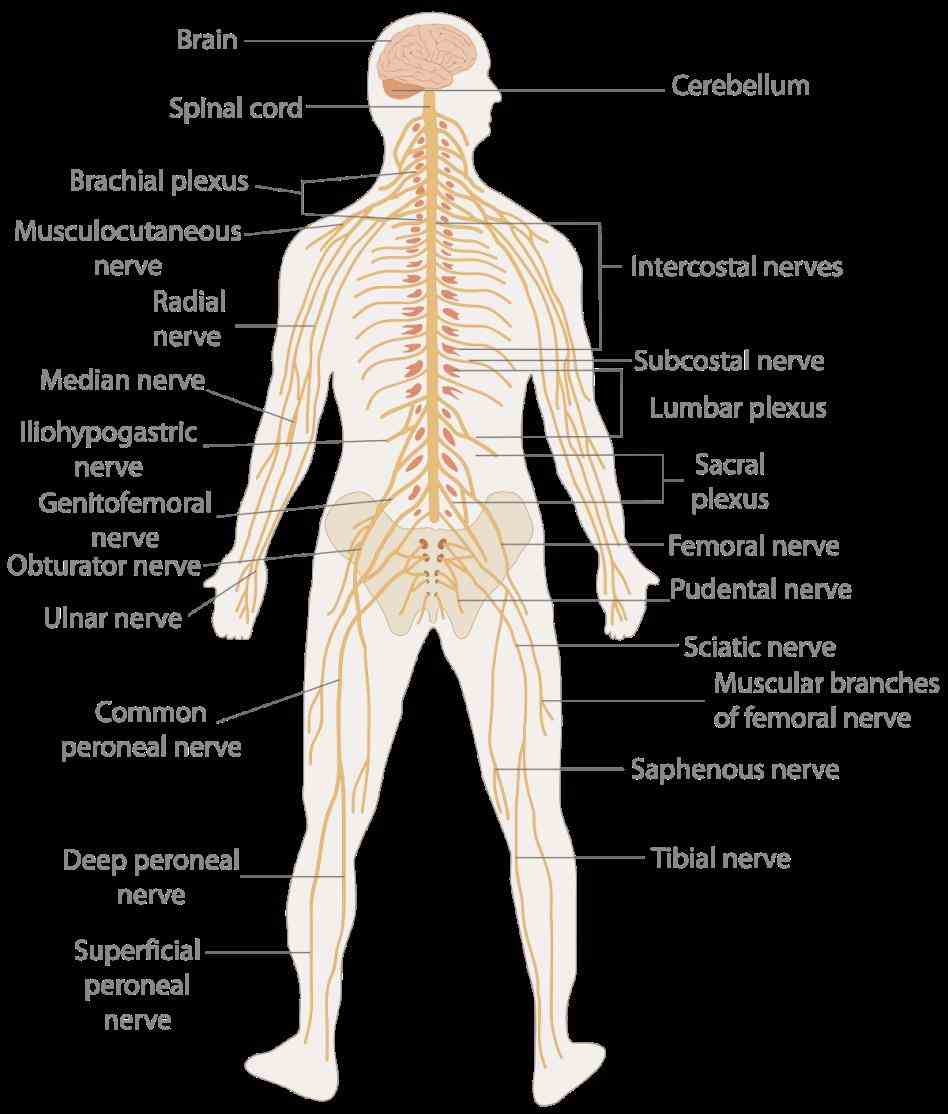 digestive excretory peripheral nervous system includes all nerves your that bring messages to central  de Anatomy All The Systems