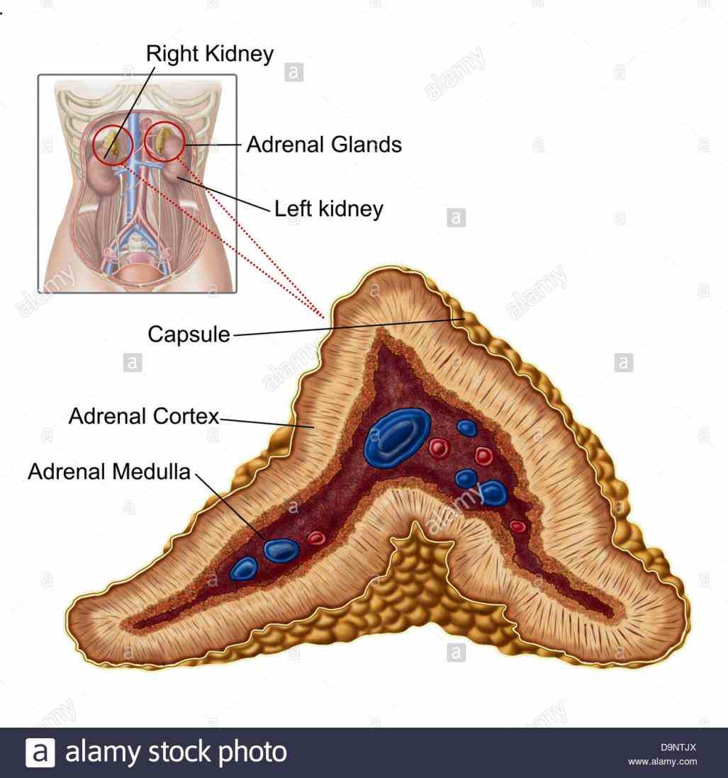 Anatomy Of The Adrenal Gland | MedicineBTG.com