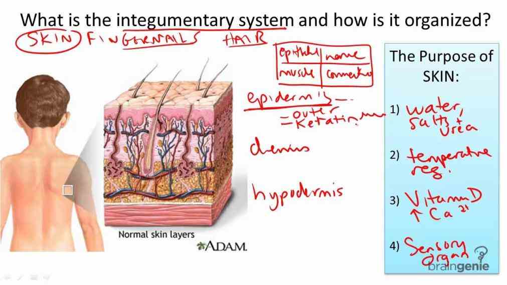 Integumentary System Functions And Structure Pictures Wallpapers