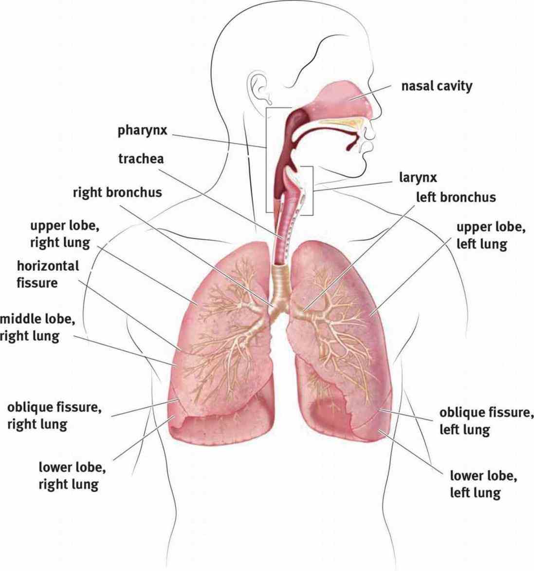 Anatomy Of The Pulmonary System Pictures Wallpapers