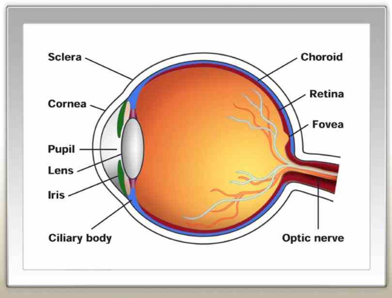 Diagram Of The Human Eye Pictures Wallpapers