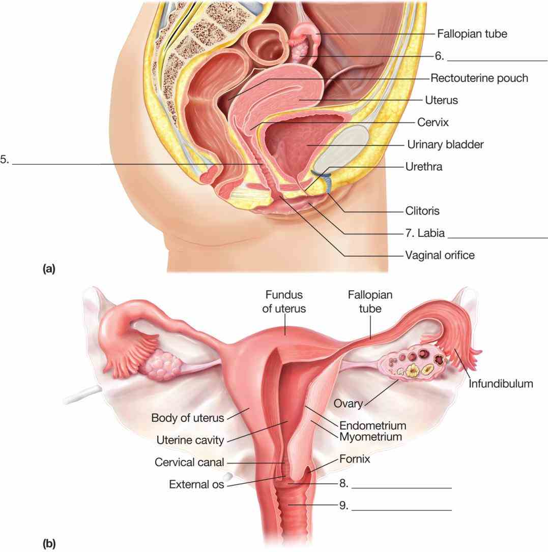 Anatomy Of Human Reproductive System Pictures Wallpapers