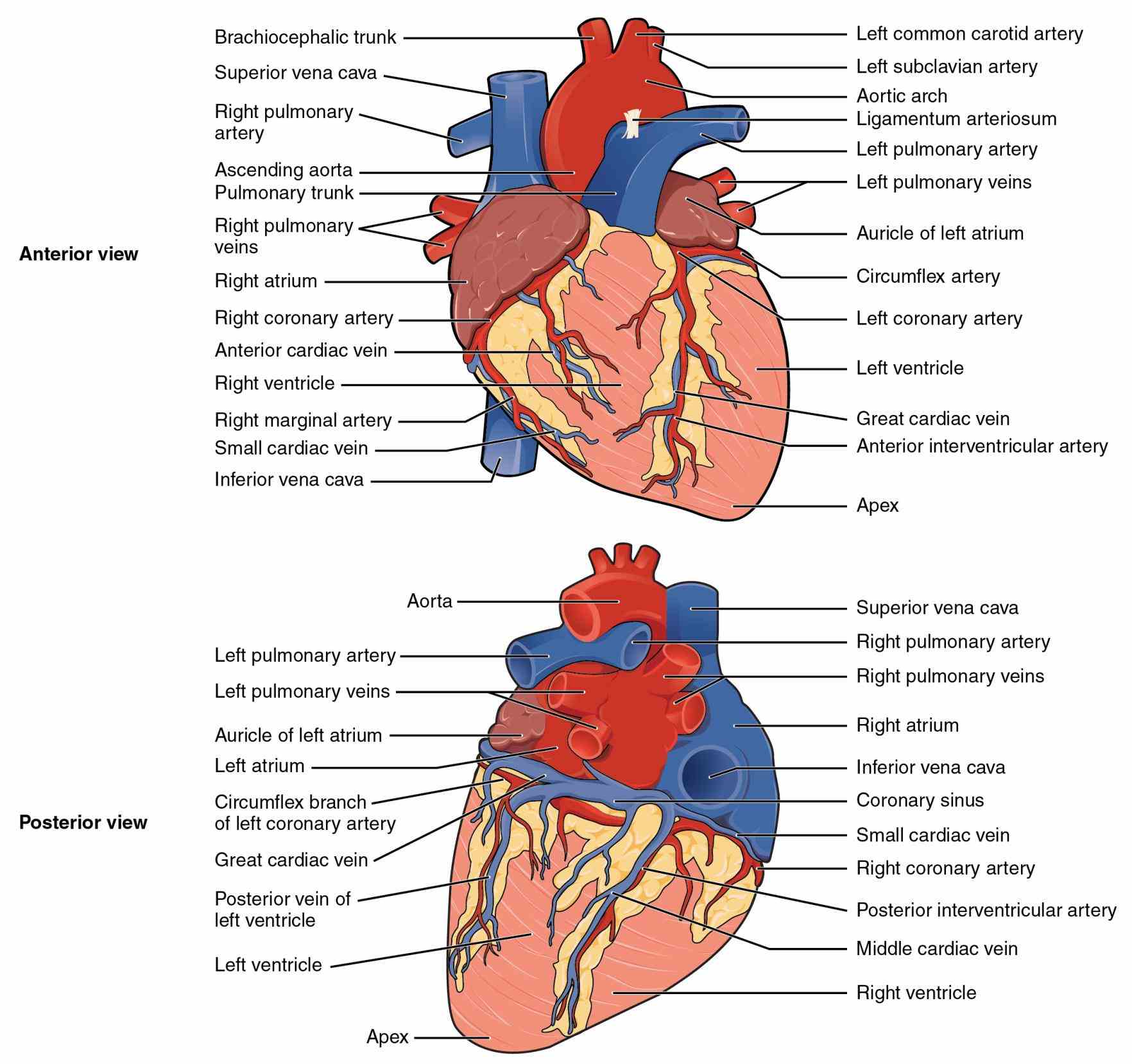 Images Of The Human Heart Anatomy Pictures Wallpapers