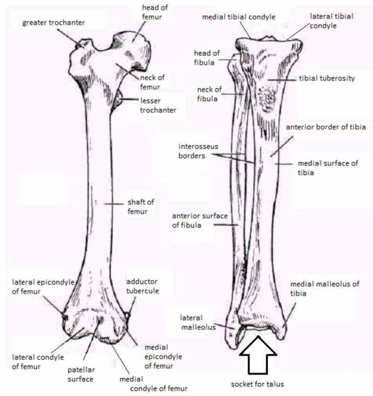 Lower Leg Bones Diagram : Muscles that lift the Arches of the Feet