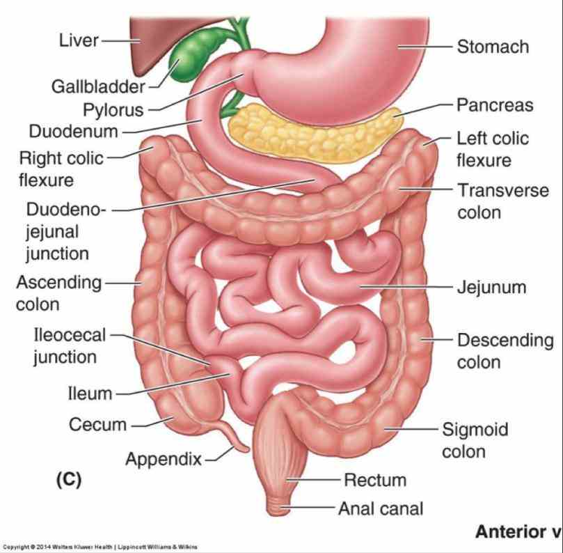 extends from end of ileum to anus it is about meters long being onefifth whole extent intestinal canal its