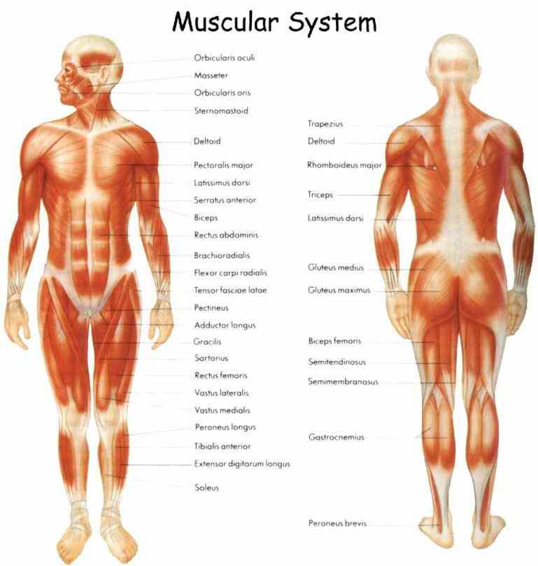 Anatomy Of The Human Skeletal Muscle Pictures Wallpapers