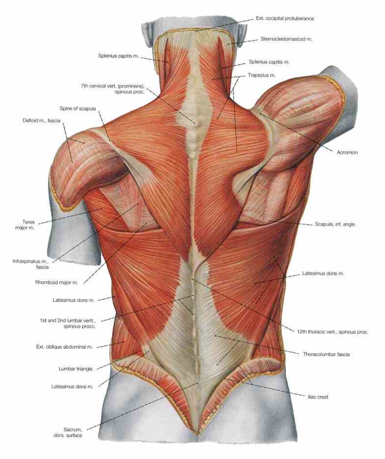 Anatomy Of The Hip Muscles And Ligaments Pictures Wallpapers