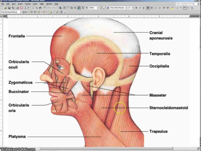 For Artistic Reference On Photo Head Labeled Labeled Illustration Head 