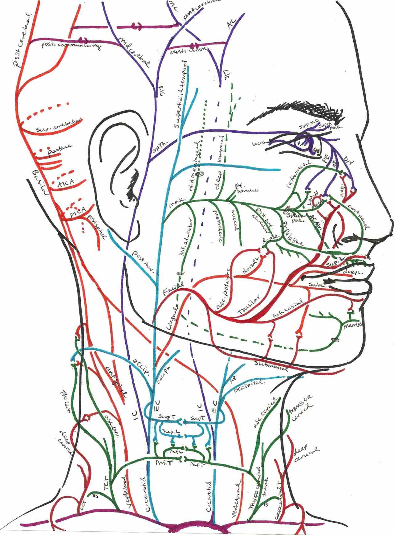 Labeled Illustration Head And Neck Diagram | MedicineBTG.com