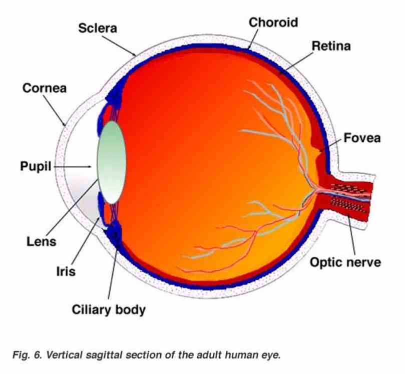 Diagram Of The Human Eye Pictures Wallpapers