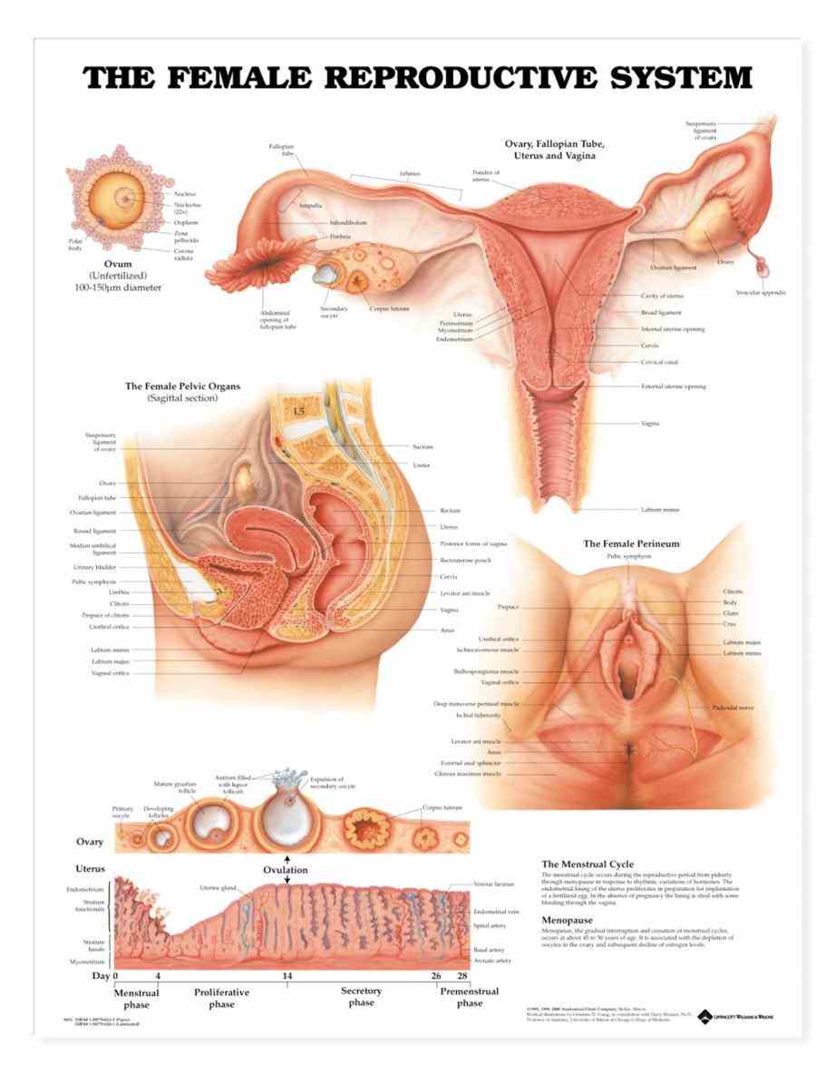 from fertilization to birth de Anatomy Of Women Reproductive System out the female reproductive system is a complicated but