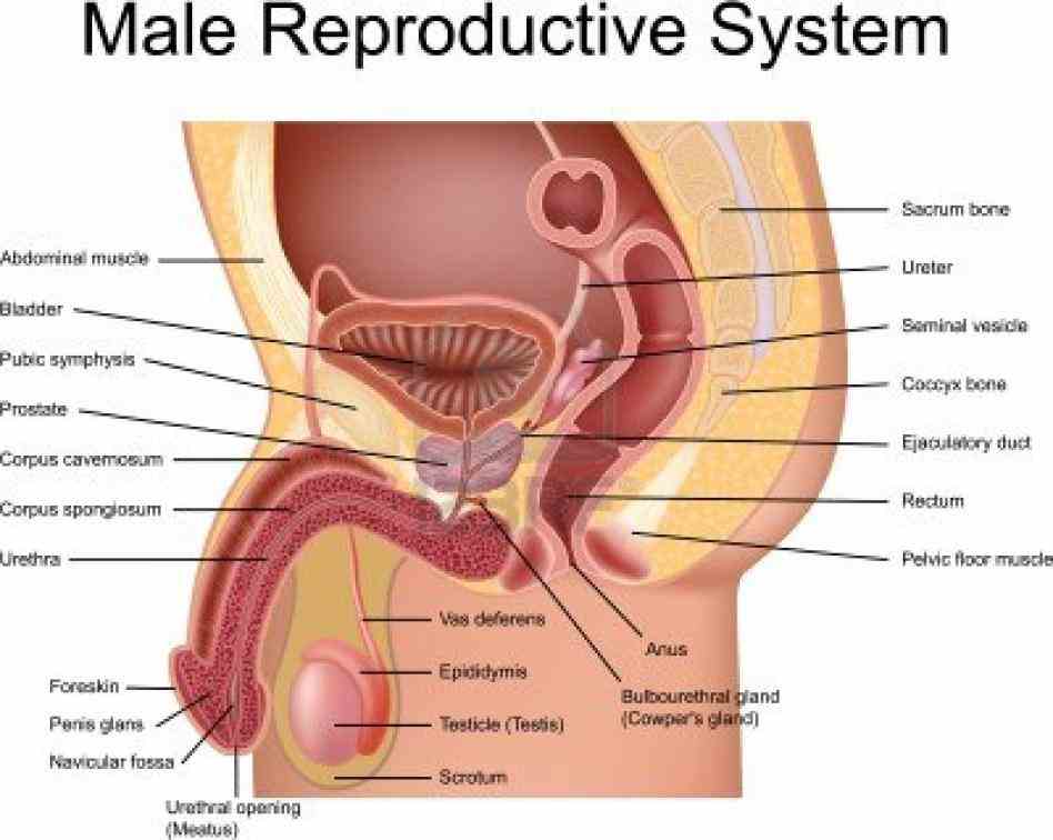 Anatomy Of Human Reproductive System Pictures Wallpapers