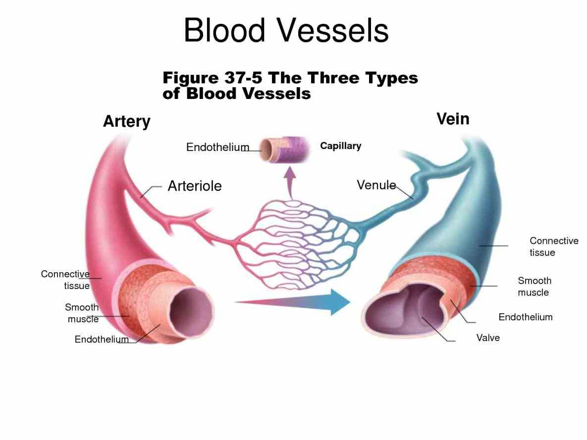 function are classified as either arteries capillaries or veins structures Arteries Veins And Capillaries Structure And Function and functions