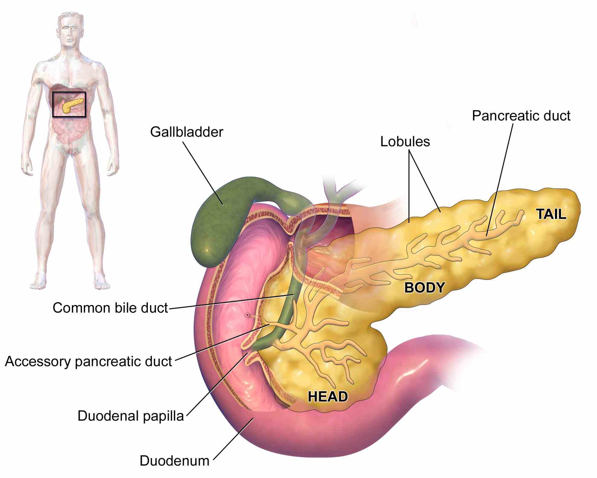 glands and their sugar mineral homeostasis heart rate digestion are among the Glands In Digestive System Anatomy human digestive