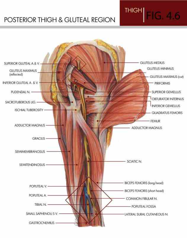 Anatomy Of The Gluteal Region Pictures Wallpapers