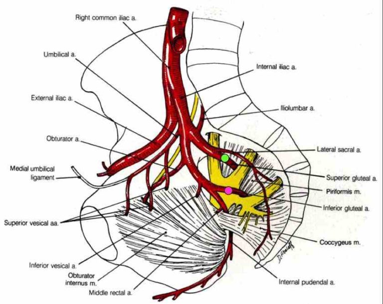 Pelvic Arterial Anatomy