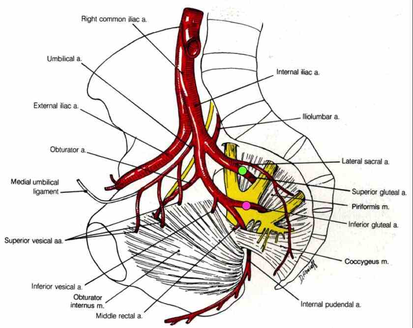 Common Iliac Artery Anatomy