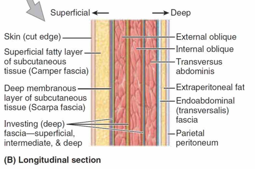 have an deep this muscle a well formed layer fascia called the  ir Abdominal Fascial Layers Anatomy para layers
