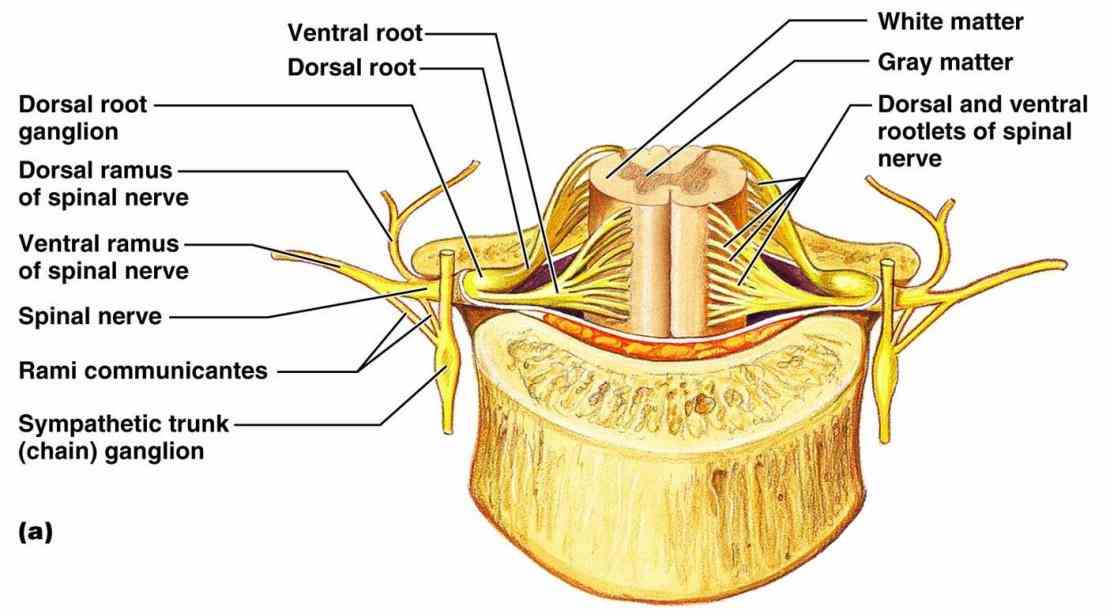 healthy spine yet any of these structures affected by strain  a Anatomy Of The Spine And Nerves complete review
