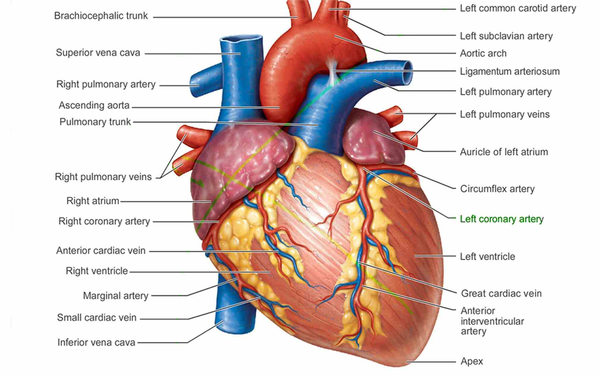 Images Of The Human Heart Anatomy Pictures Wallpapers