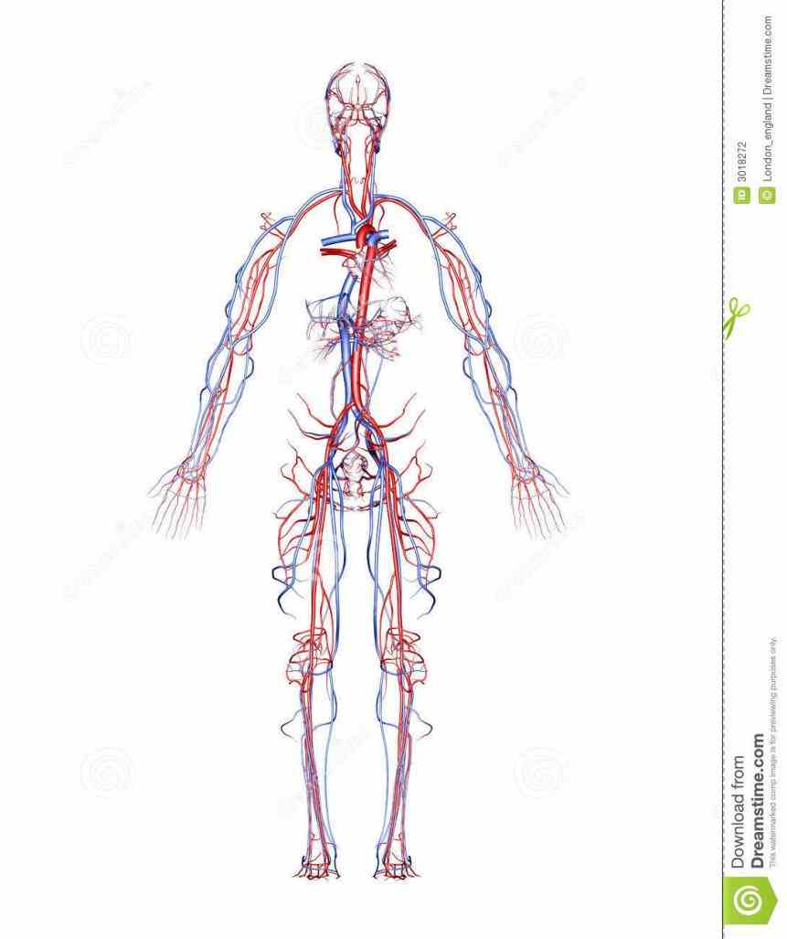 heart arteries and veins cardiovascular does this de Arteries And Veins Of Human Body Anatomy out play this quiz